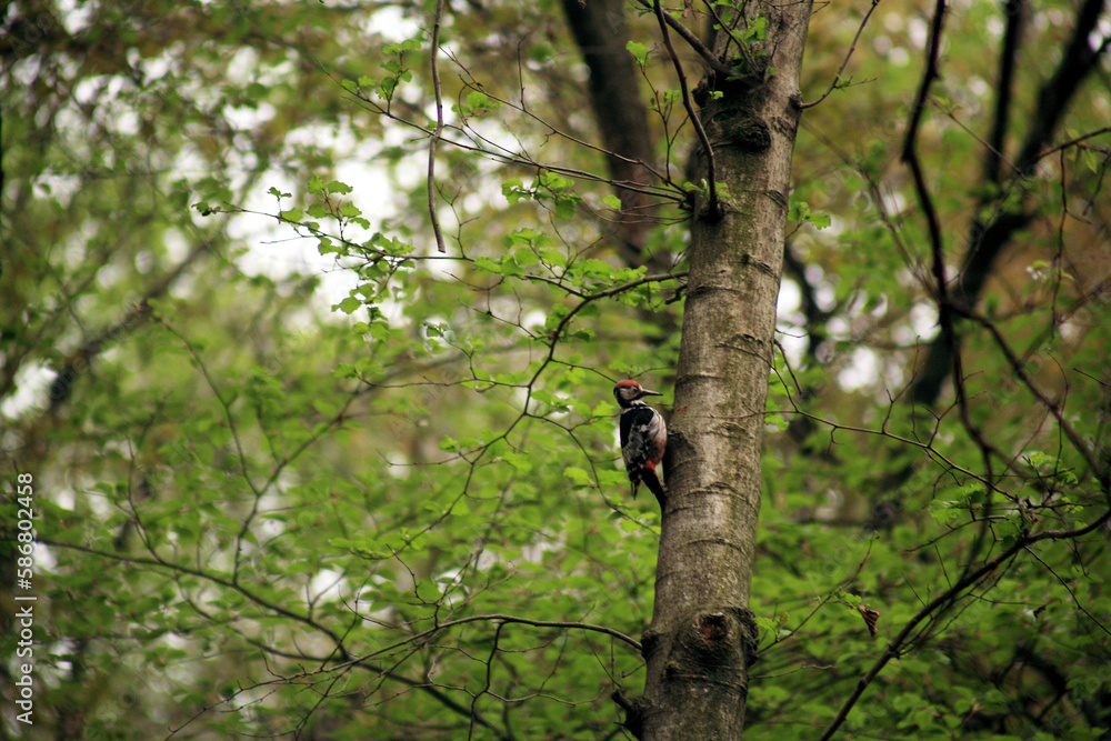 woodpecker on tree woodpecker on tree