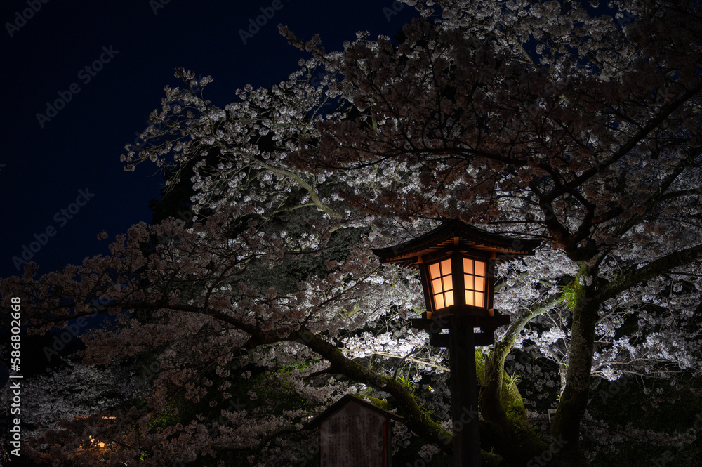 夜桜と灯籠