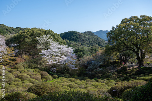 御船山楽園の風景と桜