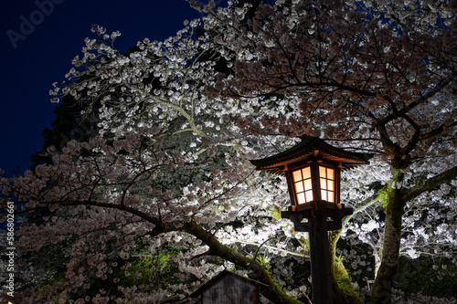 夜桜と灯籠 © bullbull