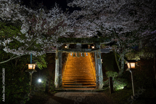 Canvastavla 夜桜と鳥居。武雄神社にて佐賀県武雄市