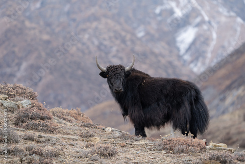 Foto Yak on a Hilltop