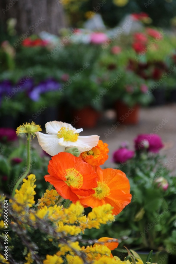 mohn auf der terasse