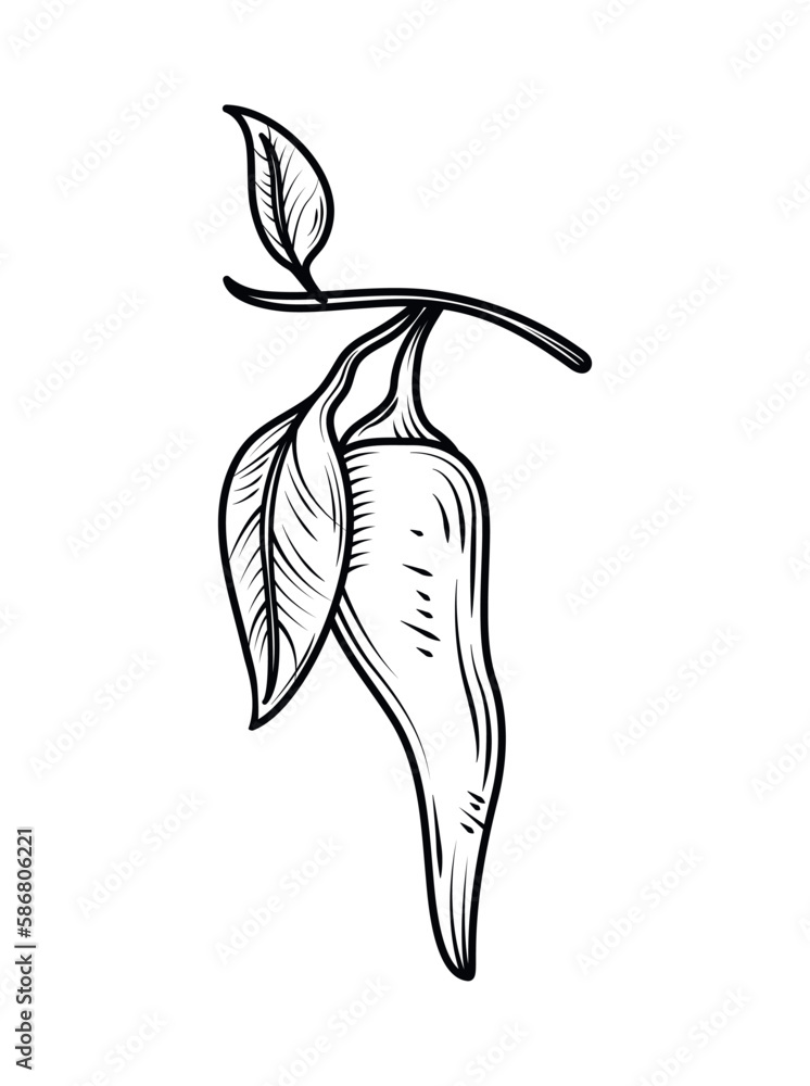 chili leaf nature icon