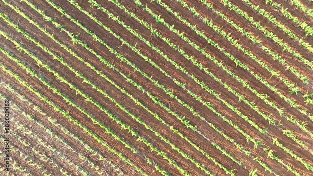 Aerial drone shoot over green vineyards plantation from low to high altitude 4K Aerial drone shoot over green vineyards plantation from low to high altitude 4K