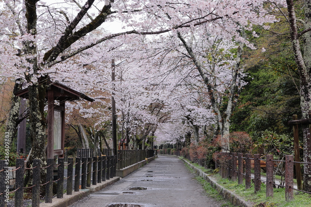 京都　哲学の道の桜のトンネル