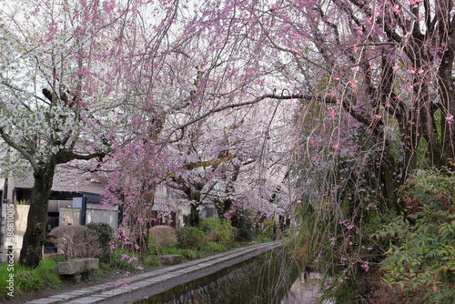 京都 哲学の道のカラフルな桜