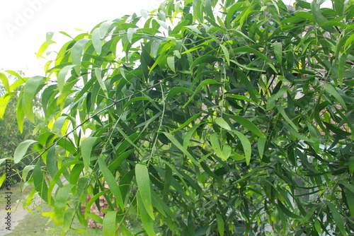 Acacia longifolia close-up of a plant with green leaves