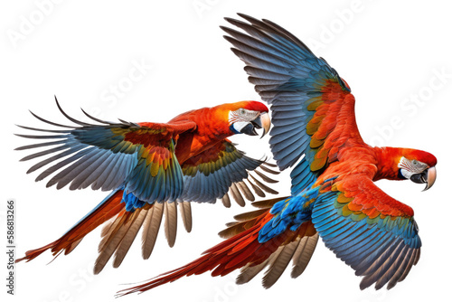 two Scarlet Macaws, flying with spread wings in a wildlife-themed, photorealistic illustration on a transparent background cutout in PNG. generative ai © Purple Penguin GFX