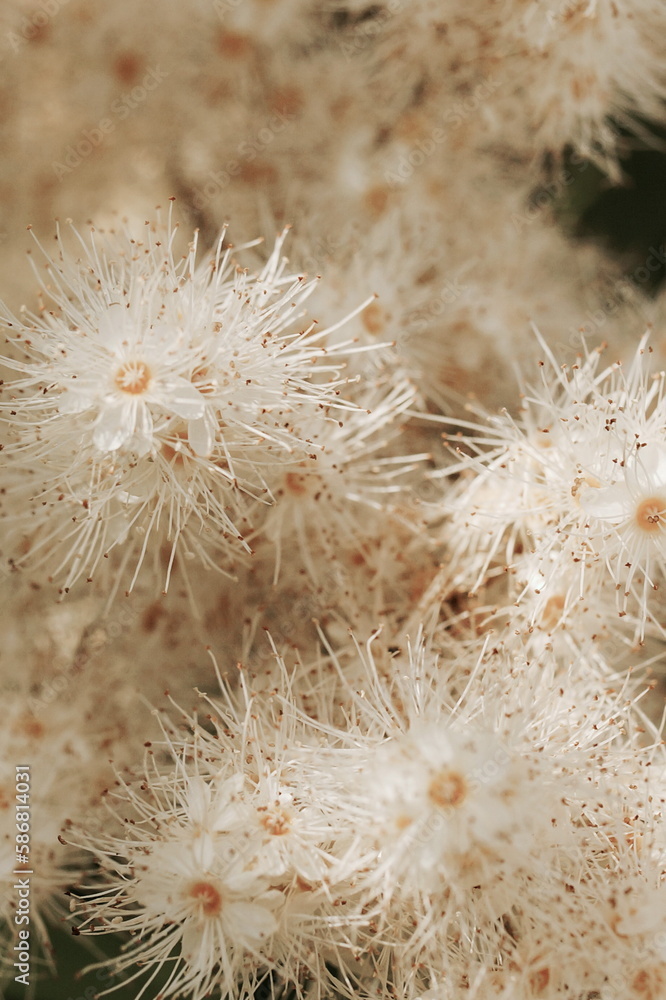 beautiful wild plants texture on a sunny day selective focus. Nature landscape background. Poster beautiful wild plants texture on a sunny day selective focus. Nature landscape background. Poster