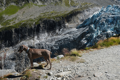 Summer nature landscape with Argentiere Glacier, Chamonix area, Haute Savoie, France. Dog on the edge, looking.