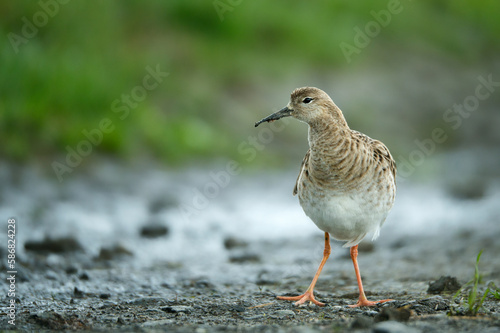 Curious ruff crossing the path