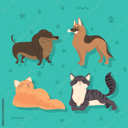 four dogs and cats
