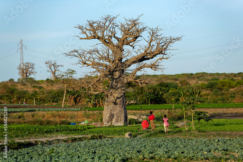 Cultures maraichères au pied d'un baobab