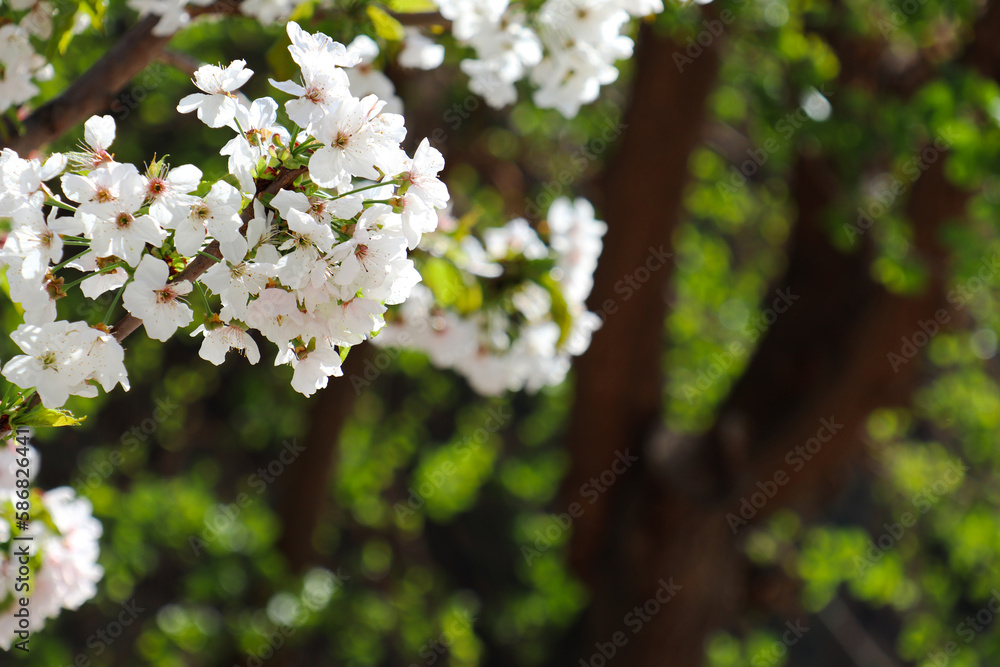 blooming apple tree in the park