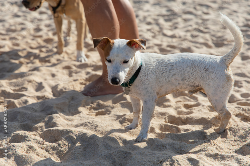 Jack russell terrier puppy playing on a sandy beach