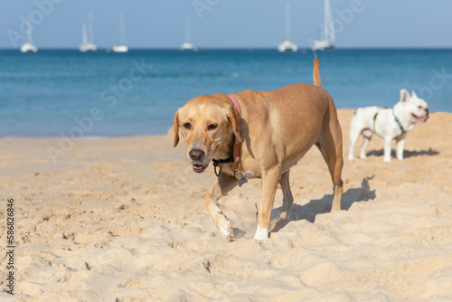 Golden Labrador Retriever playing on the beach with his friends