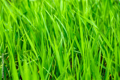 Grass field green lawn close-up, view from side, selective focus