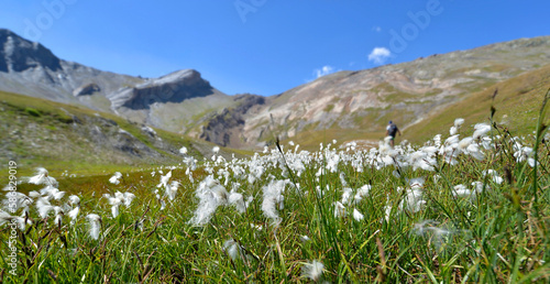  linaigrette flowers cotton grass in a meadow  and rocky mountains background in european   Alps.