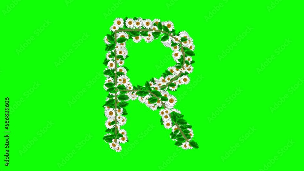 English alphabet R with daisy flowers on green screen background English alphabet R with daisy flowers on green screen background