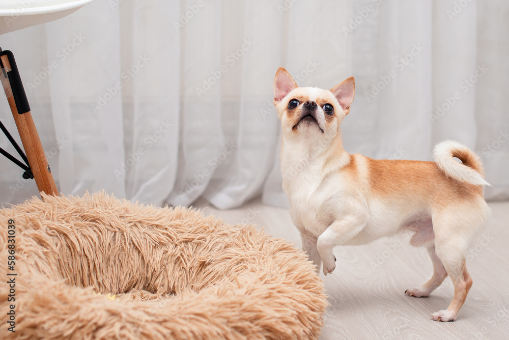 A chihuahua dog of a light color stands in a room against a background of a blurred chair, a dog bed and a green vase. He looks up. The photo is blurred