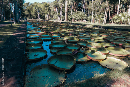 giant waterlillies at botanical garden pamplemousses in mauritius photo