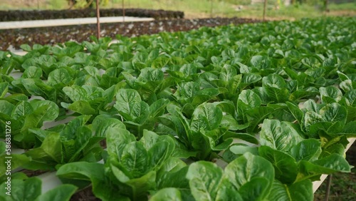 Close-up cos vegetables salad hydroponic farming in the greenhouse, Hydroponics is a method of growing plants using mineral and nutrient solutions in water without soil. new healthy eating trend.