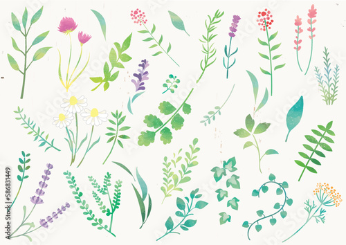 水彩のあしらいの植物素材セット