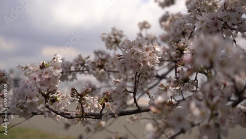 Wallpaper Mural 運河沿いに咲く桜 Torontodigital.ca