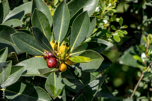 Ripening fruits of Ficus Obliqua plant close-up among green foliage