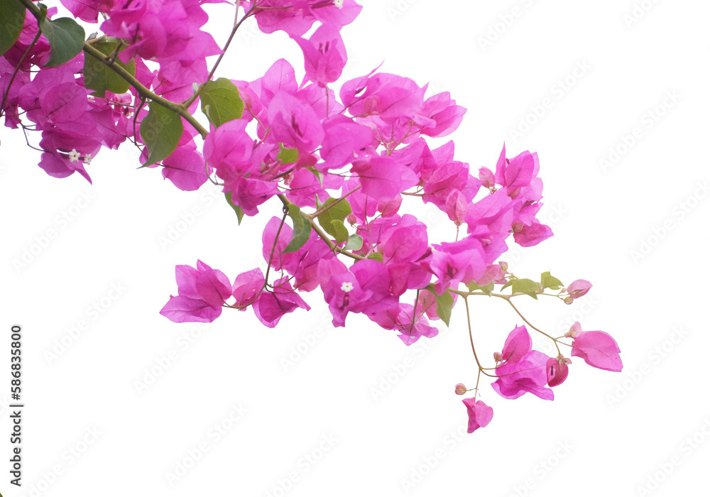 Spring blooming flowers isolated on white. Pink petals, floral background.
