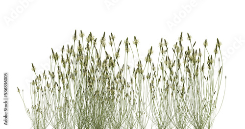 Cutout meadow green grass on transparent background, nature meadow, 3d render illustration.