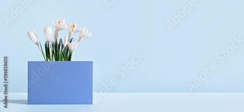 White crocus flower plant on table with mockup blue greeting card in front. Flowerhead in bloom. Spring morning at home. Mothers Fathers Day birthday Easter. Thank you