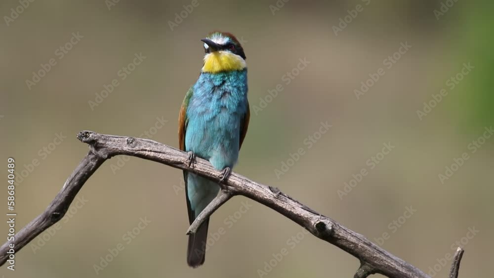 European bee-eater, Merops apiaster. A bird sits on a branch, looking around, smooth background European bee-eater, Merops apiaster. A bird sits on a branch, looking around, smooth background