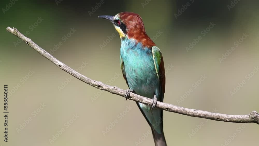 European bee-eater, Merops apiaster. Bird sitting on branch, close-up, smooth background European bee-eater, Merops apiaster. Bird sitting on branch, close-up, smooth background
