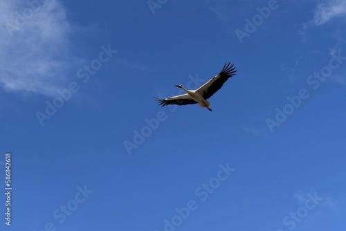 Fliegender Storch am Himmel