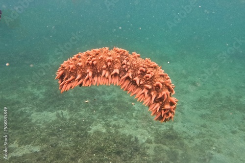 Close-up of an orange sea cucumber in the sea of Camiguin, Philippines.