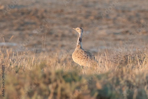 MacQueen's bustard a winter migrant to Greater Rann of Kutch in Gujarat, India. photo