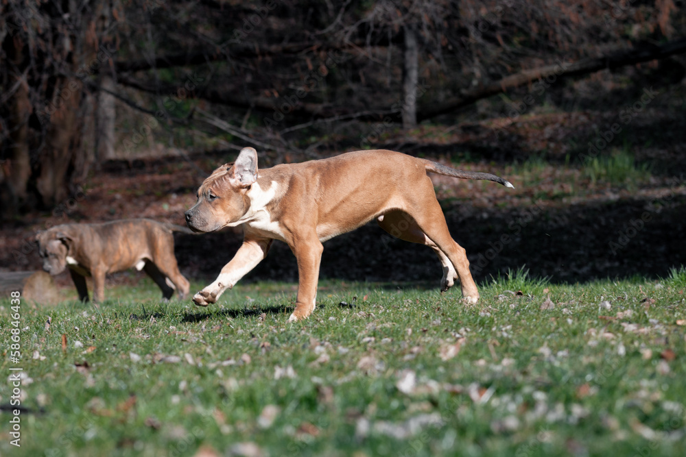 Young American Bully dog jumping around in the park 