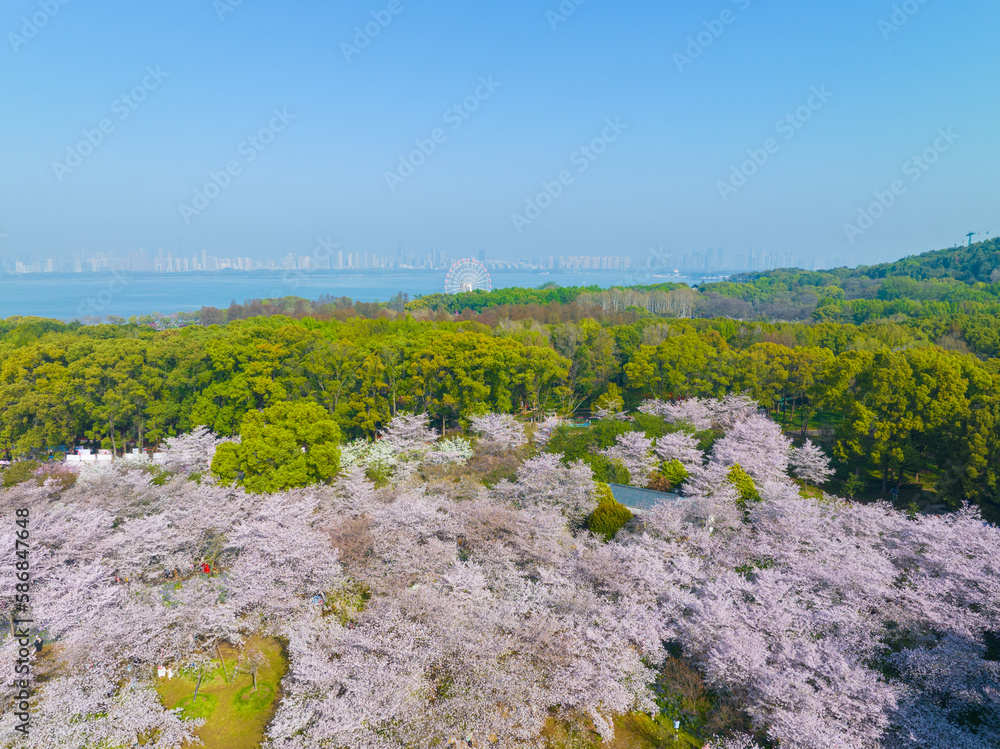Obraz premium Wuhan East Lake Mountain Cherry blossom Garden Spring Scenery