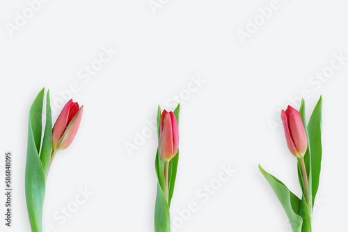 Three red tulips in a row on a white background. Place for text.