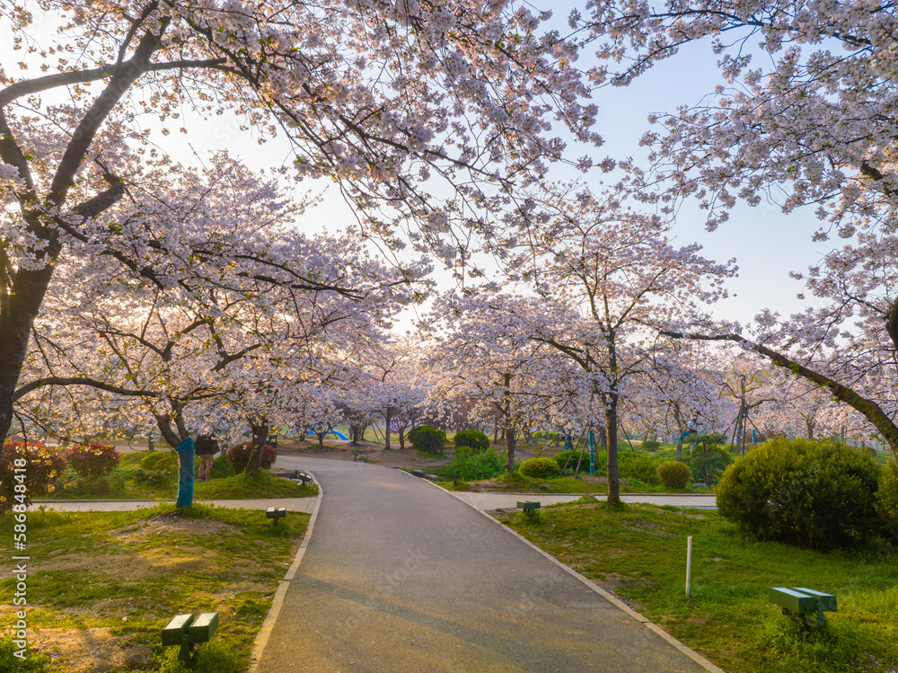 Wuhan East Lake Mountain Cherry blossom Garden Spring Scenery Wuhan East Lake Mountain Cherry blossom Garden Spring Scenery