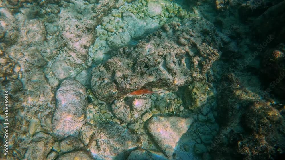 A Mutton Snapper fish swimming near the rock and coral reef A Mutton Snapper fish swimming near the rock and coral reef
