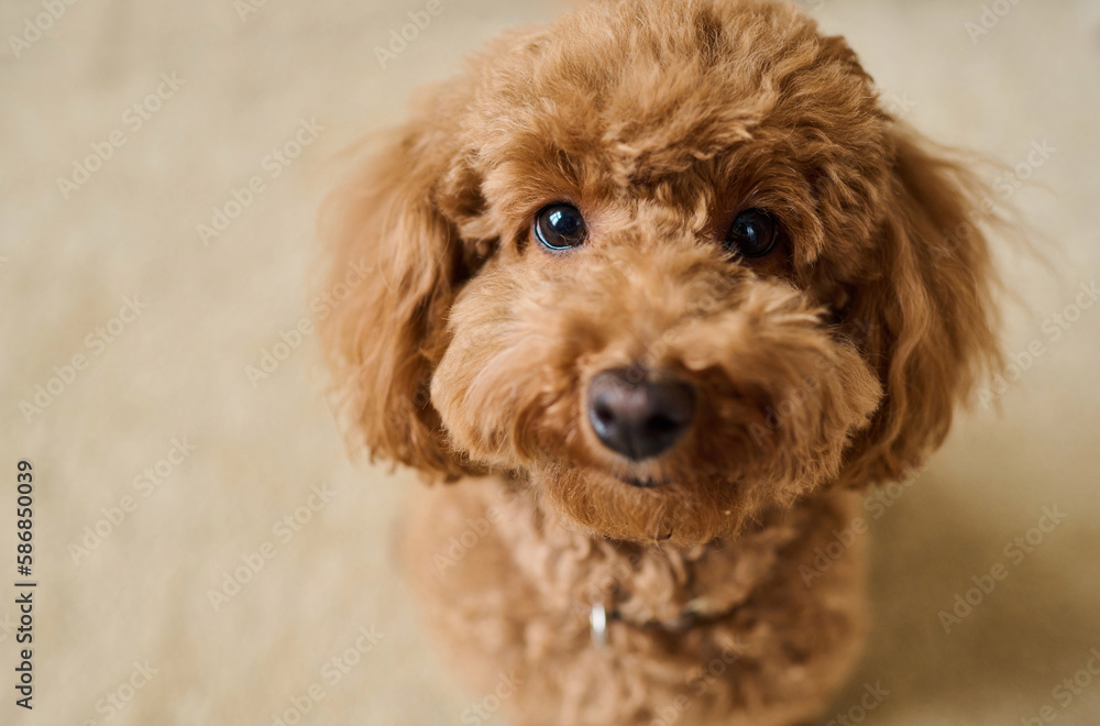 Close-up of cute lovely dog with curly fur looking at camera