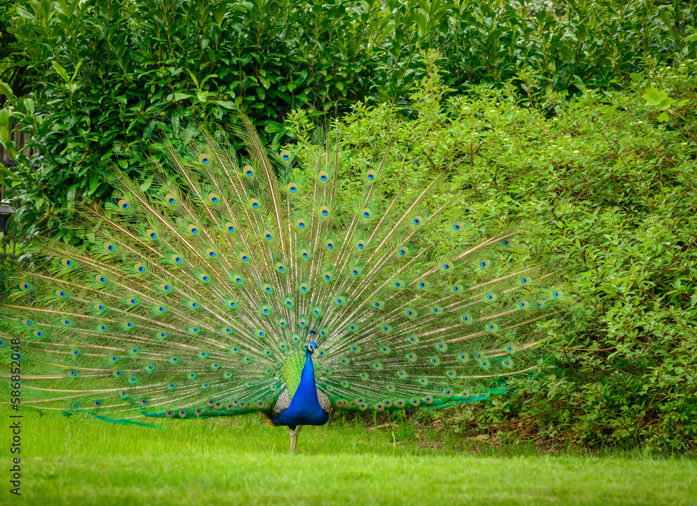 Obraz premium A peacock with a fanned tail against a background of green bushes