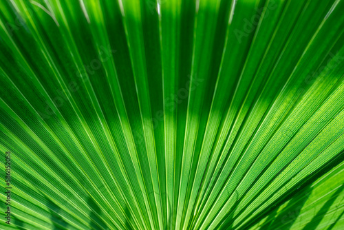 natural banana leaves  and beautiful leaves