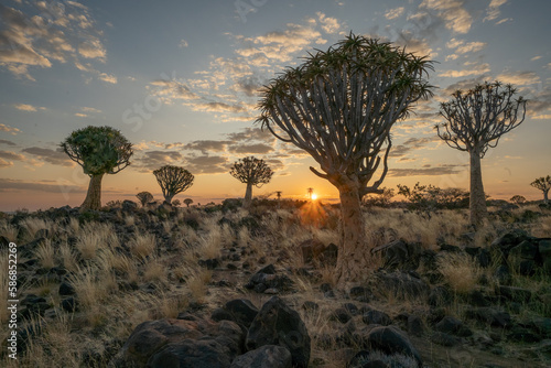 Sunrise in desert landscape of Quiver Tree Forest  Aloe dichotoma   Namibia  South Africa