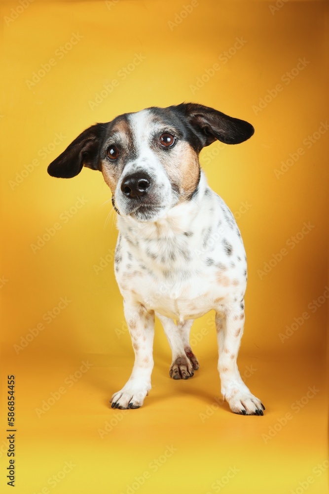 standing jack Russell on yellow background 