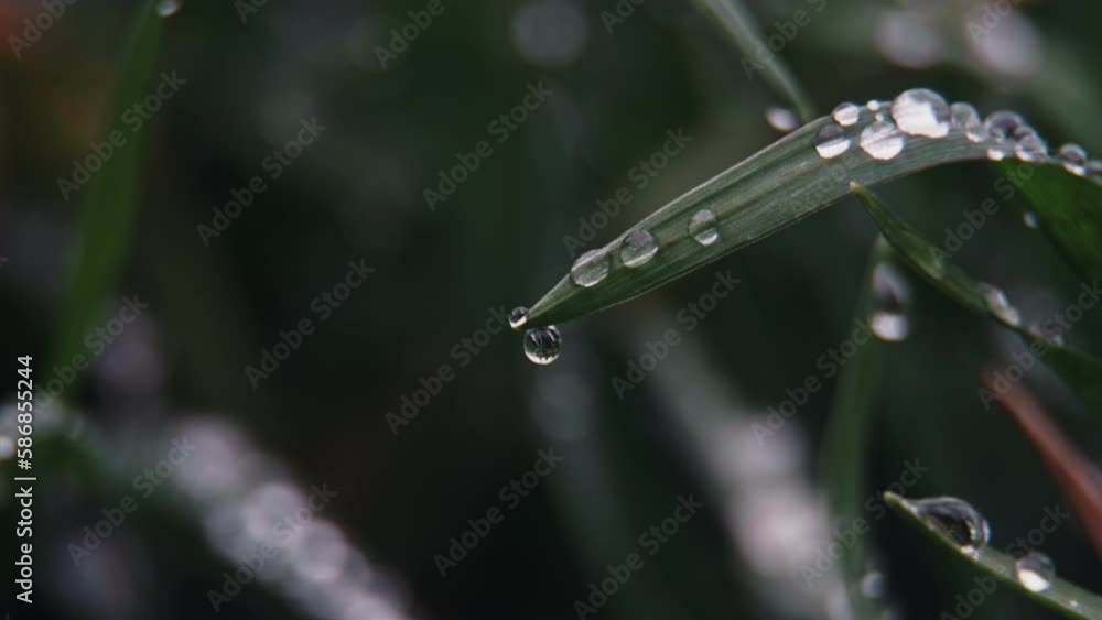 Dew drops on bright green grass that sways in the wind. Spring freshness and purity. macro photography Dew drops on bright green grass that sways in the wind. Spring freshness and purity. macro photography