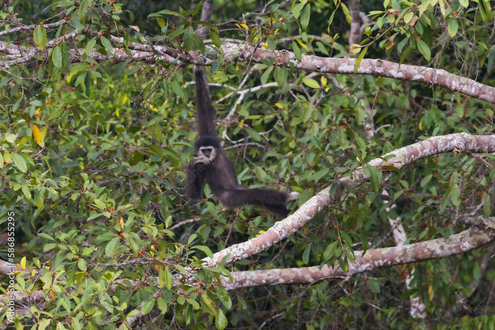 white-handed gibbon white-handed gibbon